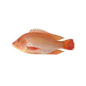 Fisk, Red tilapia, 600g-800g/stk, 4kg